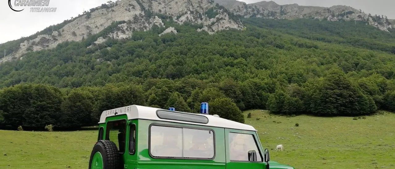 La tutela del Parco del Pollino, il bilancio 2020 dell'Arma Forestale