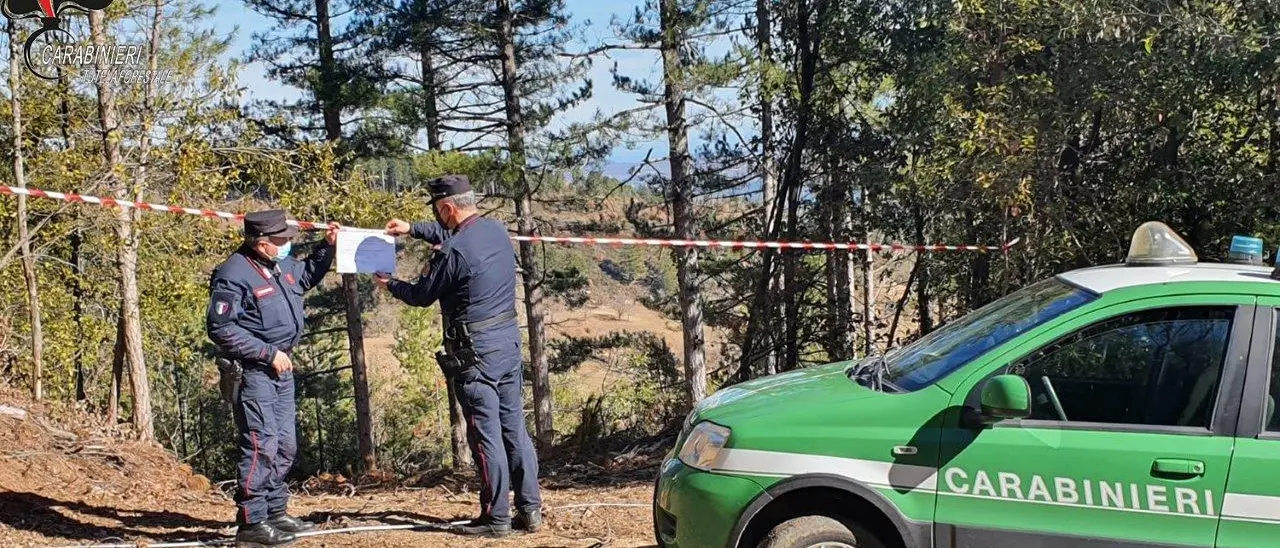 San Giovanni in Fiore, taglio di piante non autorizzato