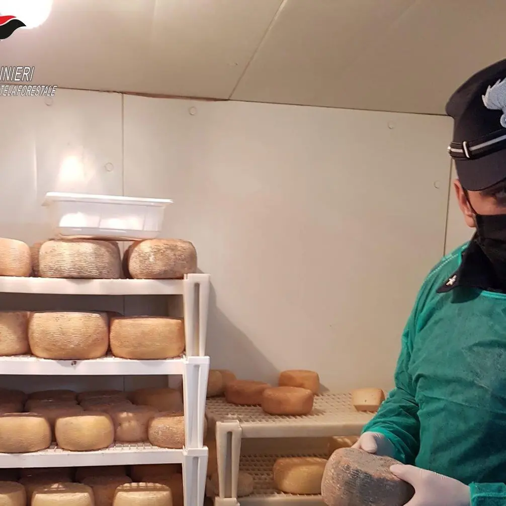 San Lorenzo del Vallo, sequestrati oltre 3 quintali di prodotti caseari