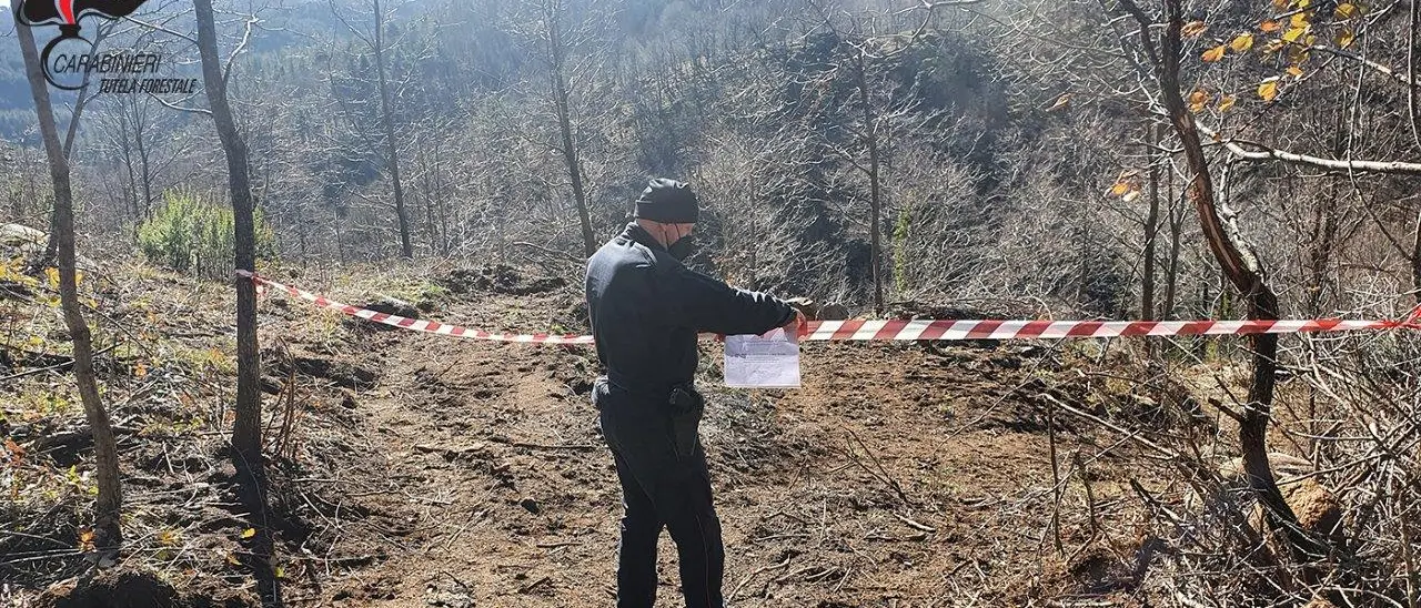 San Giovanni in Fiore: taglio abusivo, denunciato