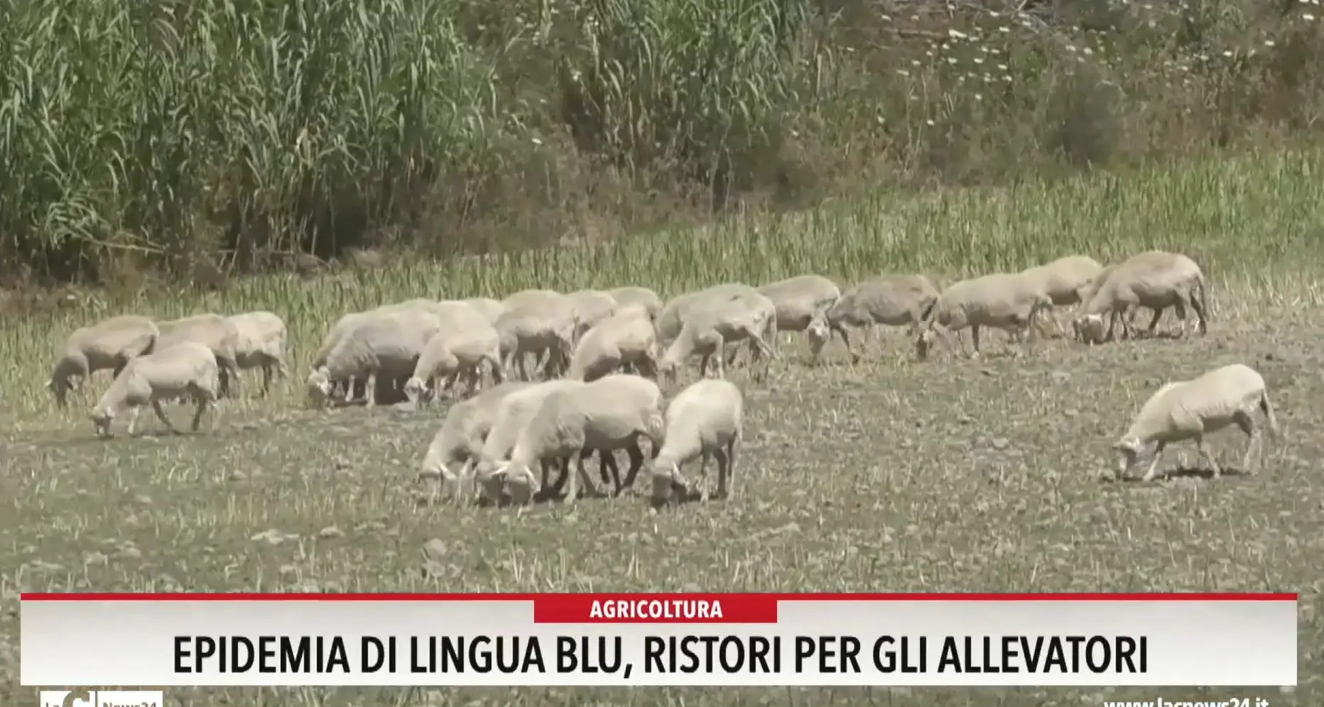 Epidemia di lingua blu, ristori per gli allevatori