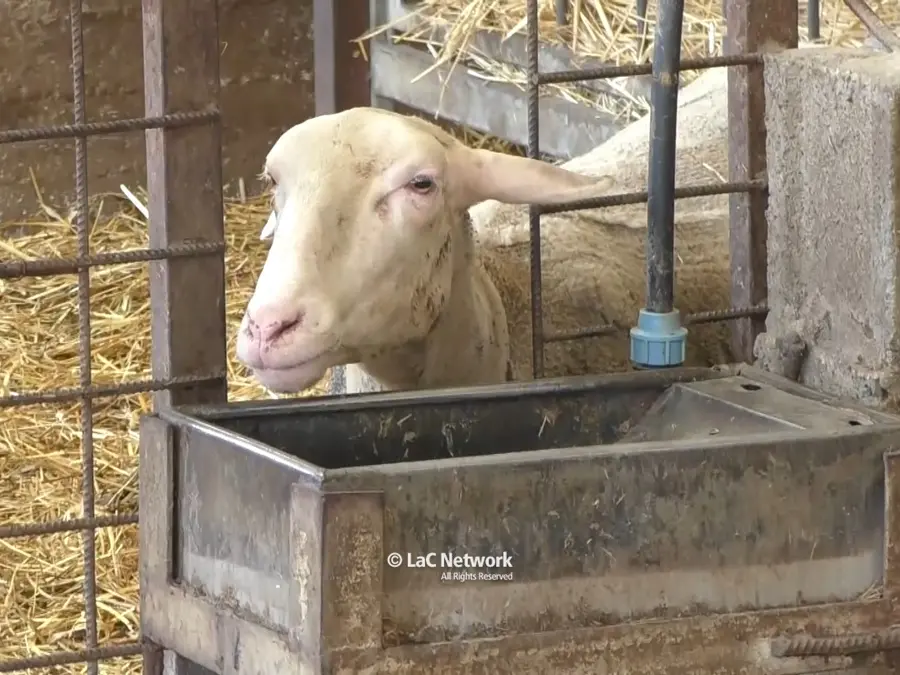 In Calabria l’epidemia di lingua blu ha ucciso 8-10mila pecore: allevatori in ginocchio, la Regione stanzia 3 milioni