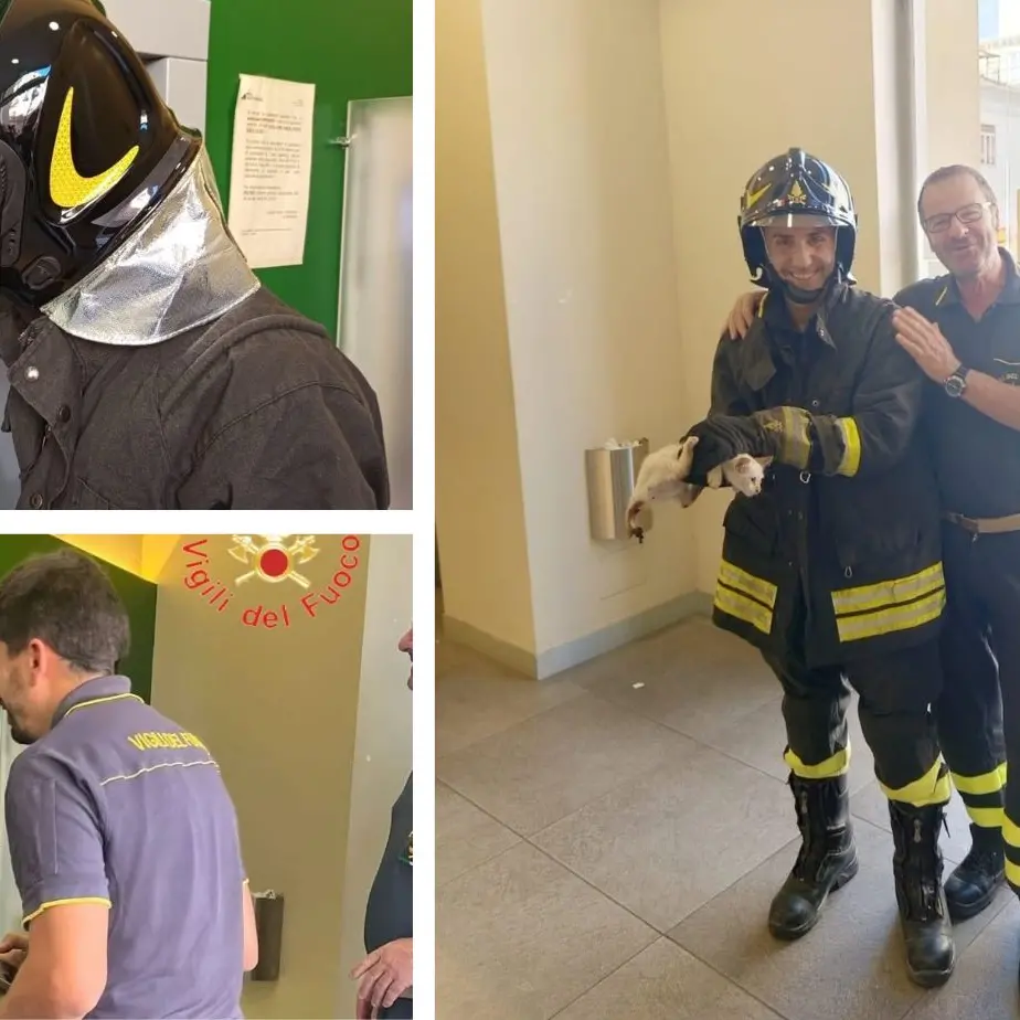 Insolito salvataggio a Lamezia, i vigili del fuoco tirano fuori un gattino da uno sportello bancomat\n