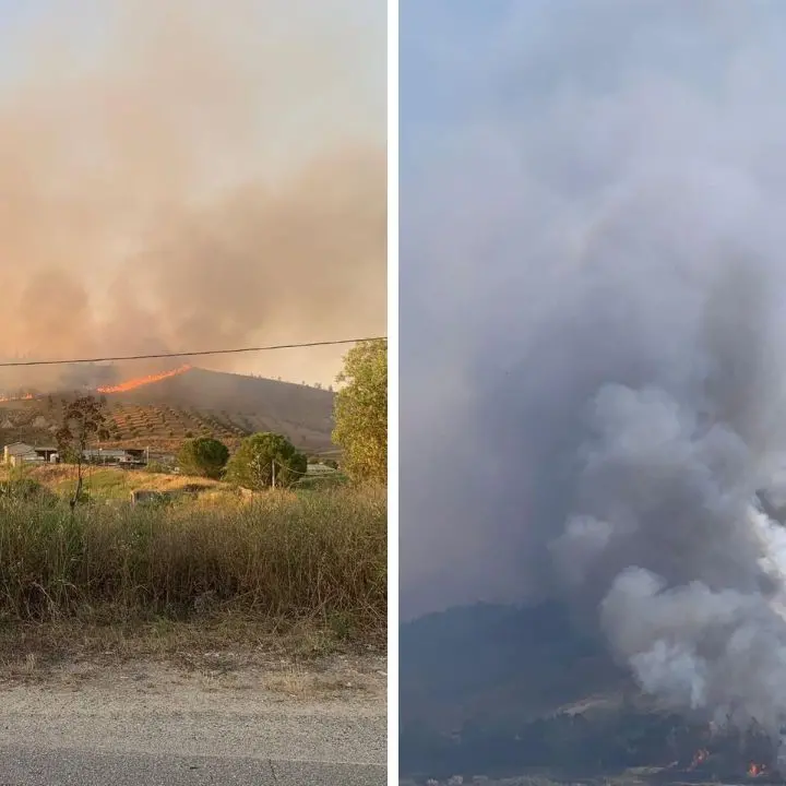 Notte di fuoco nel Crotonese, in fiamme l’uliveto di un’azienda olearia e un bosco di eucalipti