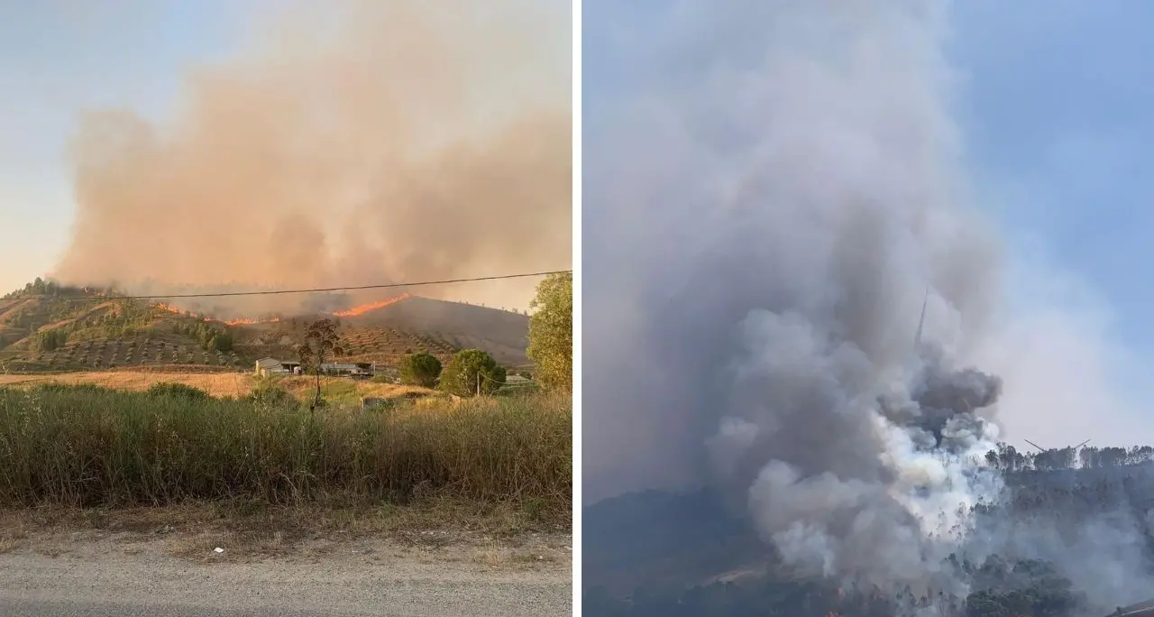 Notte di fuoco nel Crotonese, in fiamme l’uliveto di un’azienda olearia e un bosco di eucalipti