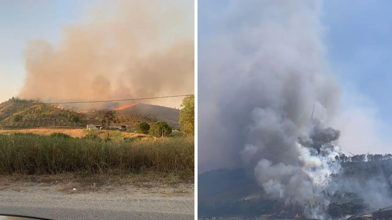 Notte di fuoco nel Crotonese, in fiamme l’uliveto di un’azienda olearia e un bosco di eucalipti