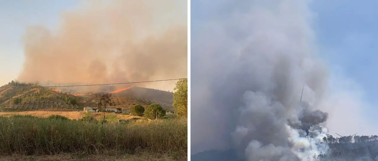 Notte di fuoco nel Crotonese, in fiamme l’uliveto di un’azienda olearia e un bosco di eucalipti