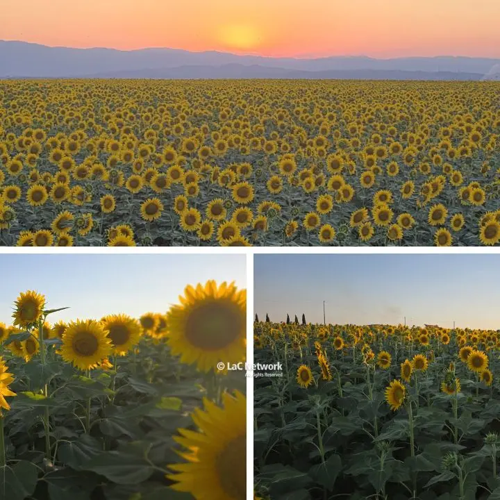 Da Van Gogh a Capocolonna: la maestosità dei girasoli \"illumina\" i campi nel Crotonese\n