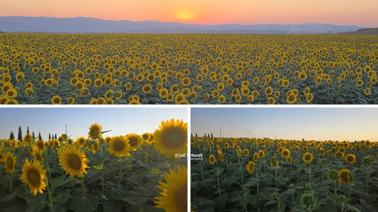 Il campo di girasoli