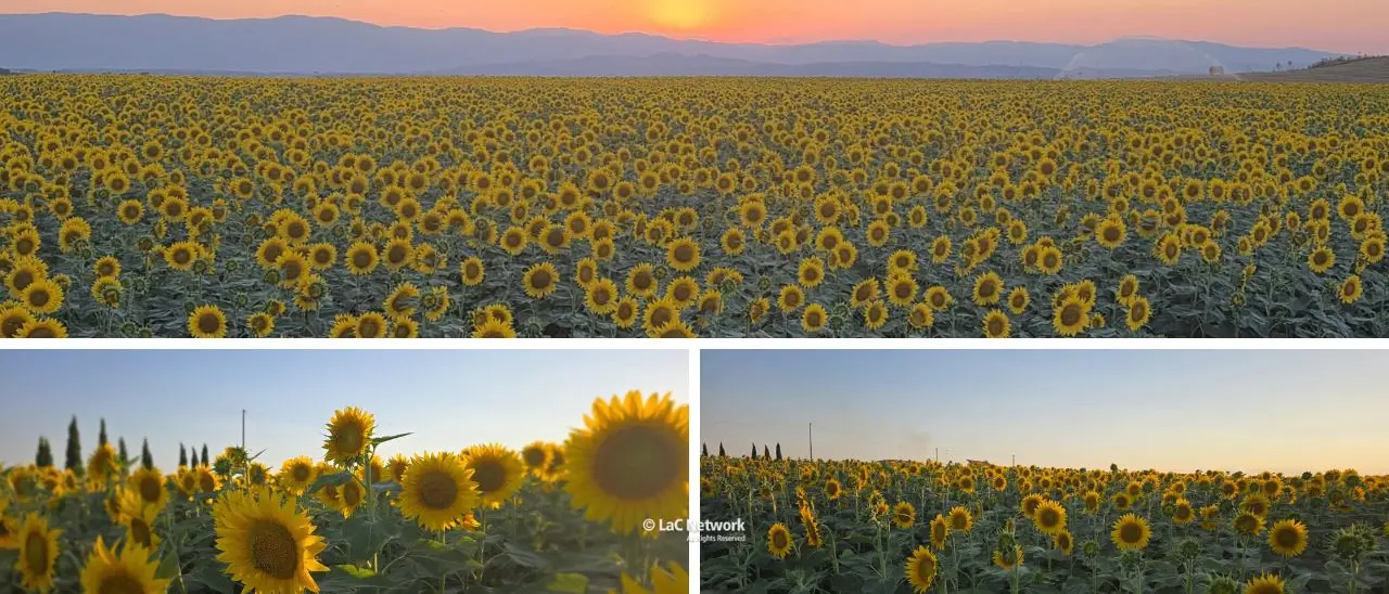 Da Van Gogh a Capocolonna: la maestosità dei girasoli \"illumina\" i campi nel Crotonese\n