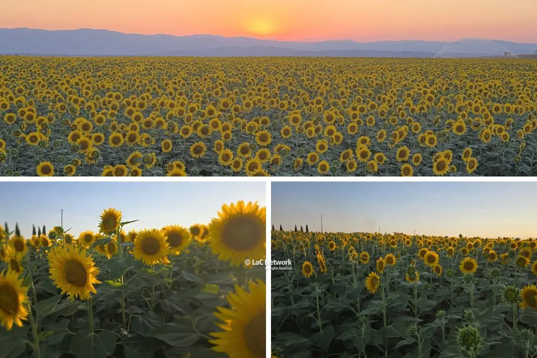 Il campo di girasoli