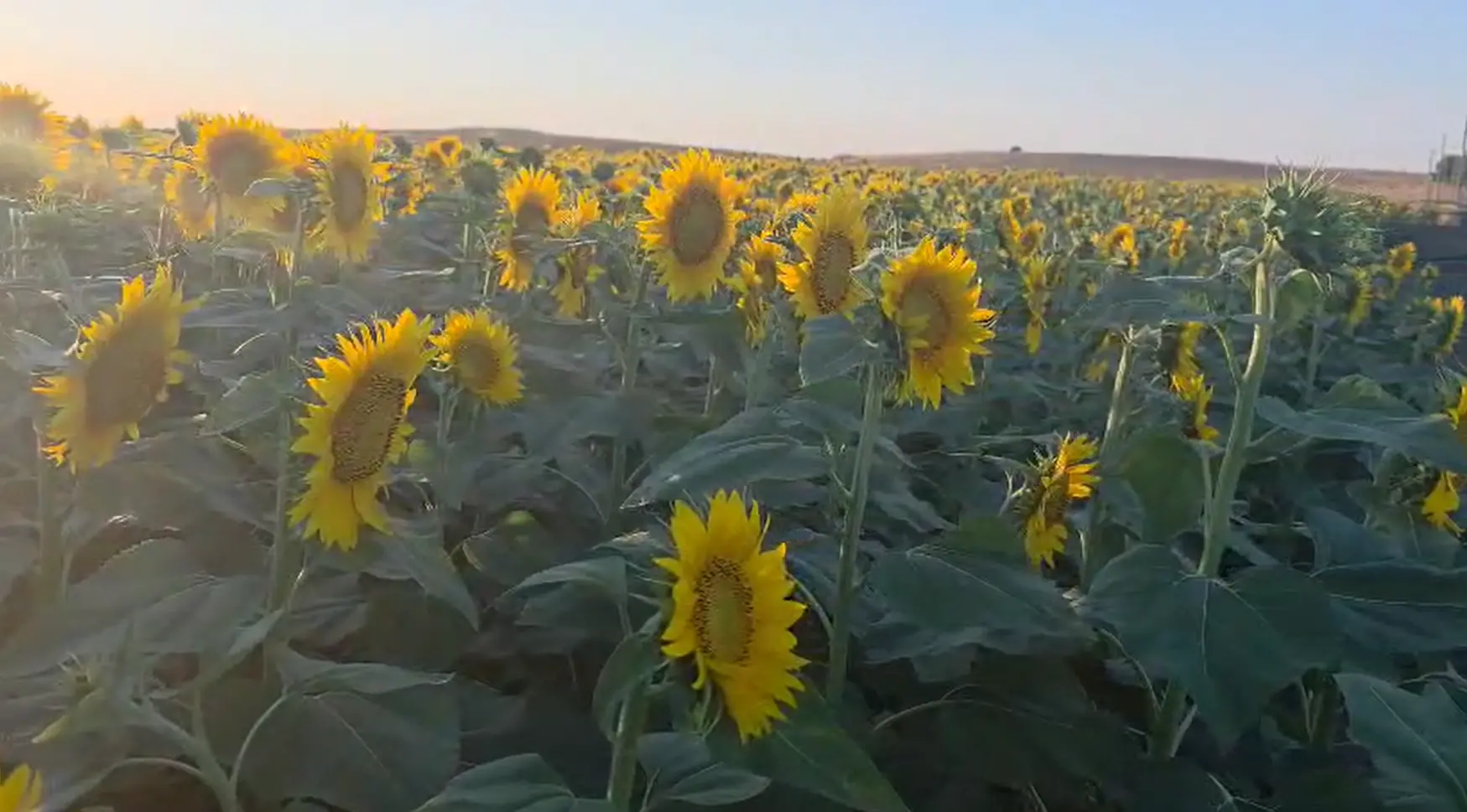 Capocolonna, la magia dei girasoli: \"Illuminano i tramonti crotonesi\"