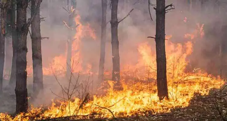 Incendi in Calabria, Legambiente rilancia le sue proposte:\u00A0«Serve una svolta radicale sulla prevenzione»\n