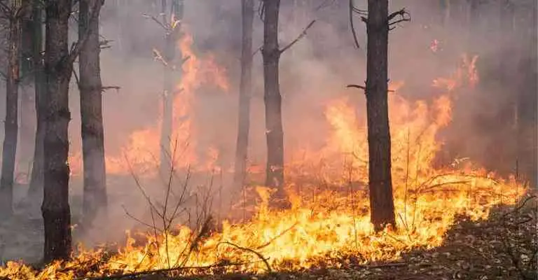 Incendi in Calabria, Legambiente rilancia le sue proposte:\u00A0«Serve una svolta radicale sulla prevenzione»\n