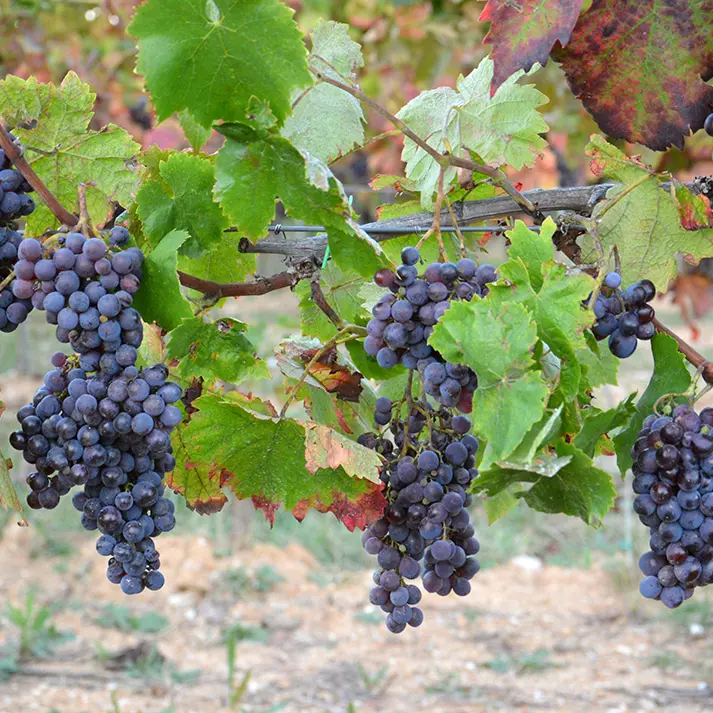 Per le imprese\u00A0vitivinicole italiane è prioritaria la vendita del vino in cantina: lo studio\n
