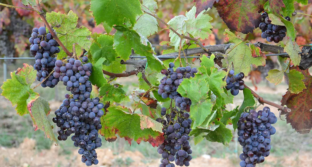 Per le imprese\u00A0vitivinicole italiane è prioritaria la vendita del vino in cantina: lo studio\n