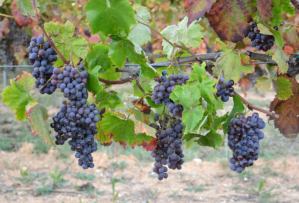 Per le imprese\u00A0vitivinicole italiane è prioritaria la vendita del vino in cantina: lo studio\n