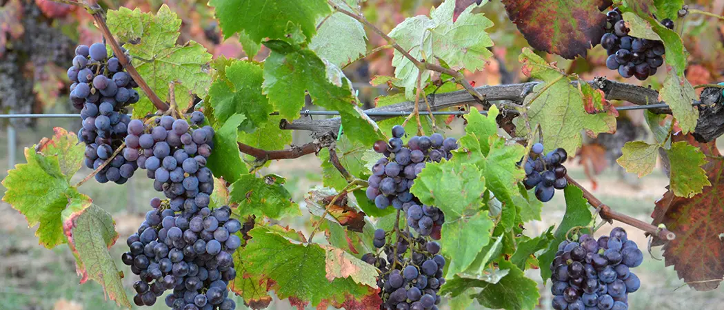 Per le imprese\u00A0vitivinicole italiane è prioritaria la vendita del vino in cantina: lo studio\n