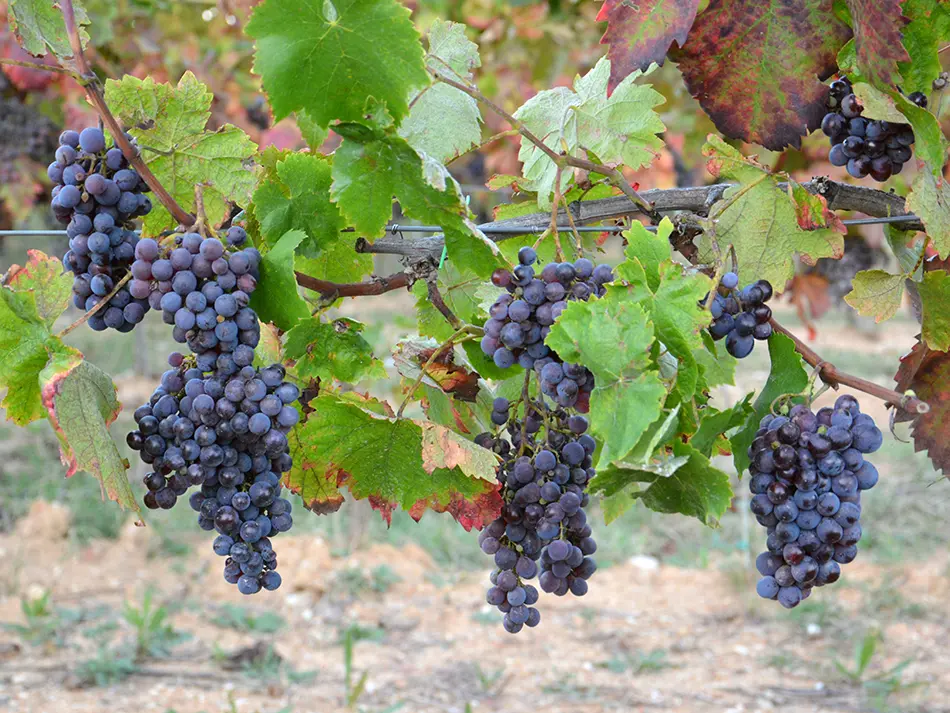 Per le imprese vitivinicole italiane è prioritaria la vendita del vino in cantina: lo studio