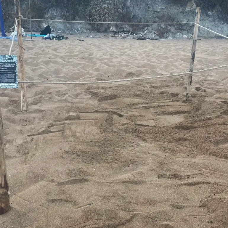 Le tartarughe marine scelgono la Calabria: nuovi nidi a Le Castella e nel Vibonese\n