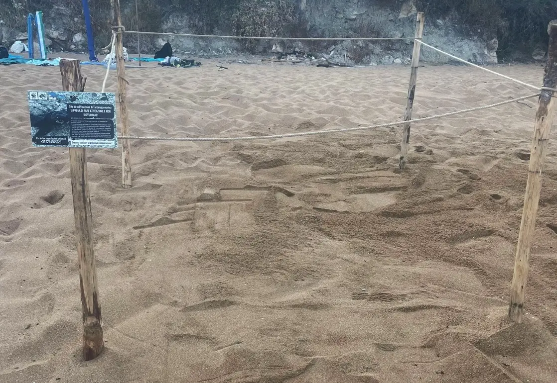 Le tartarughe marine scelgono la Calabria: nuovi nidi a Le Castella e nel Vibonese\n