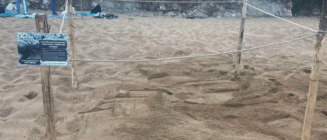 Le tartarughe marine scelgono la Calabria: nuovi nidi a Le Castella e nel Vibonese\n
