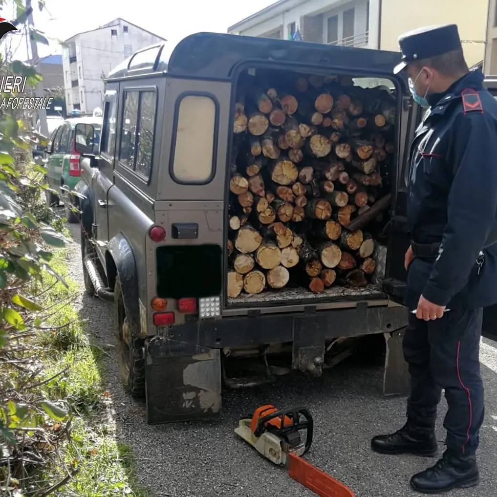 Cerzeto, taglio furtivo su terreno comunale. Denunciato un uomo di San Marco Argentano