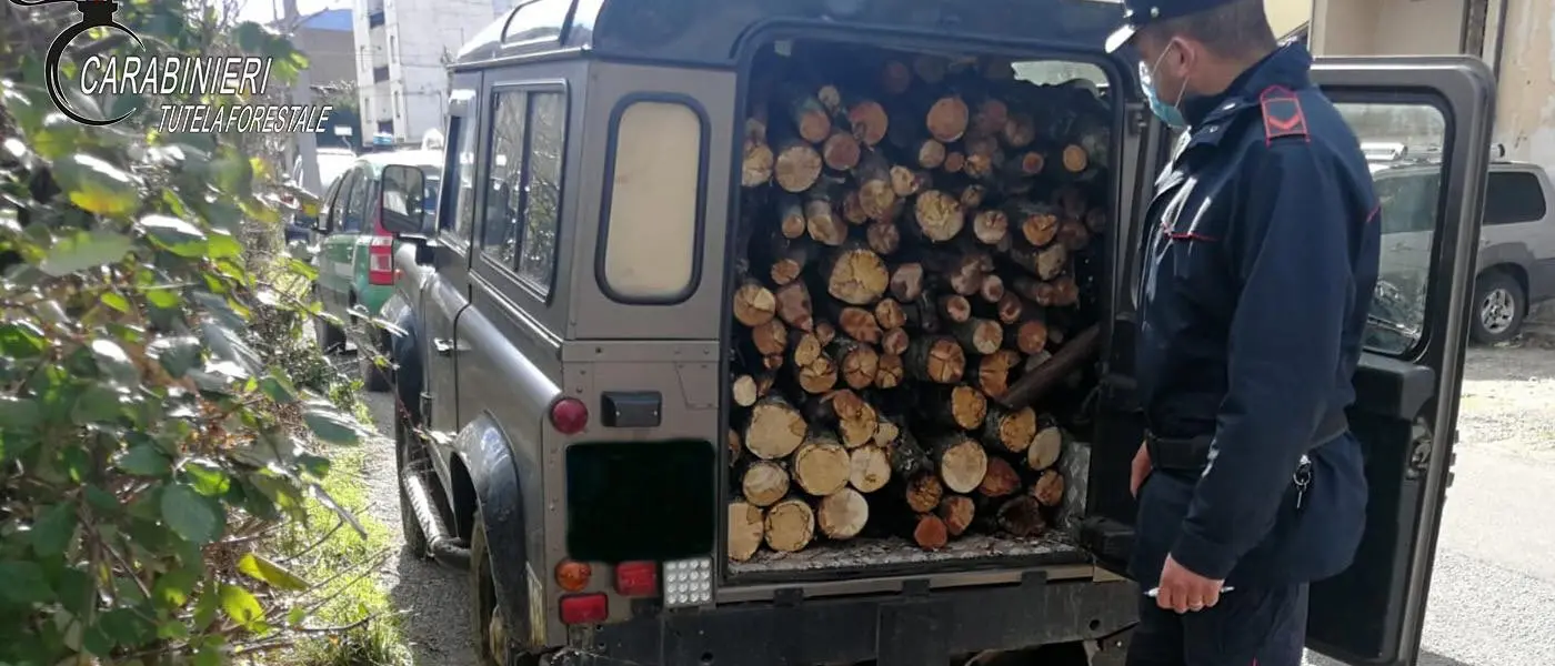 Cerzeto, taglio furtivo su terreno comunale. Denunciato un uomo di San Marco Argentano