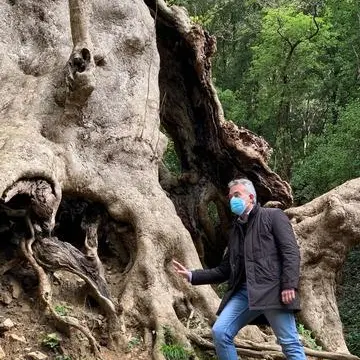 \"Tree of the year\", la Regione sostiene la corsa del platano di Curinga