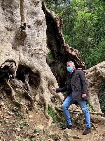 \"Tree of the year\", la Regione sostiene la corsa del platano di Curinga