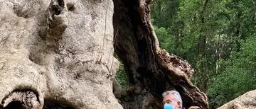 \"Tree of the year\", la Regione sostiene la corsa del platano di Curinga