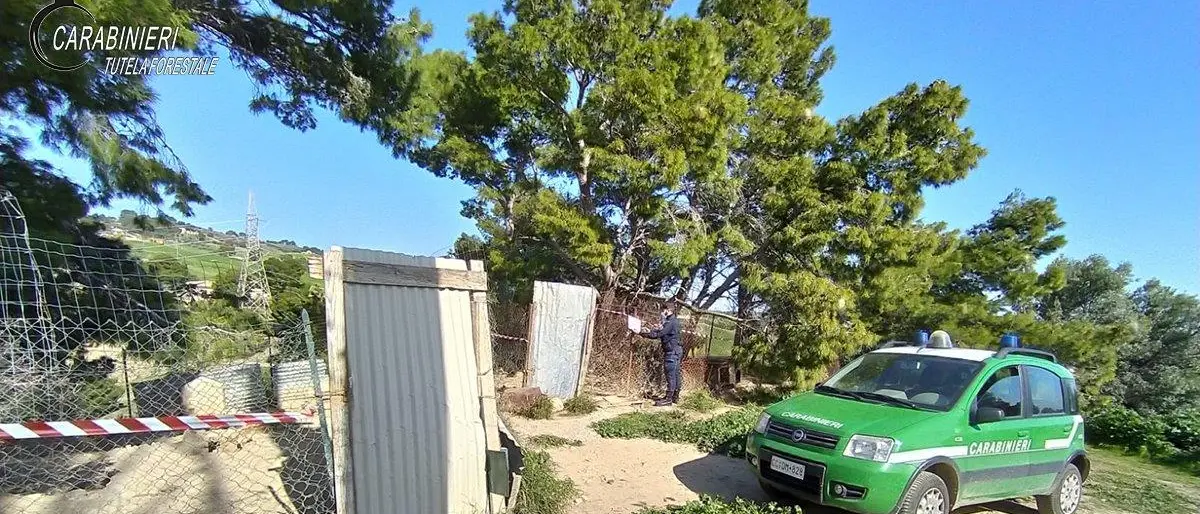 Trebisacce, abbandono di animali. Denunce e sequestri