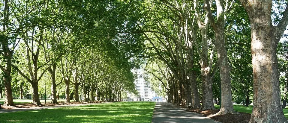 Cosenza diventa una città sempre più \"Green\"