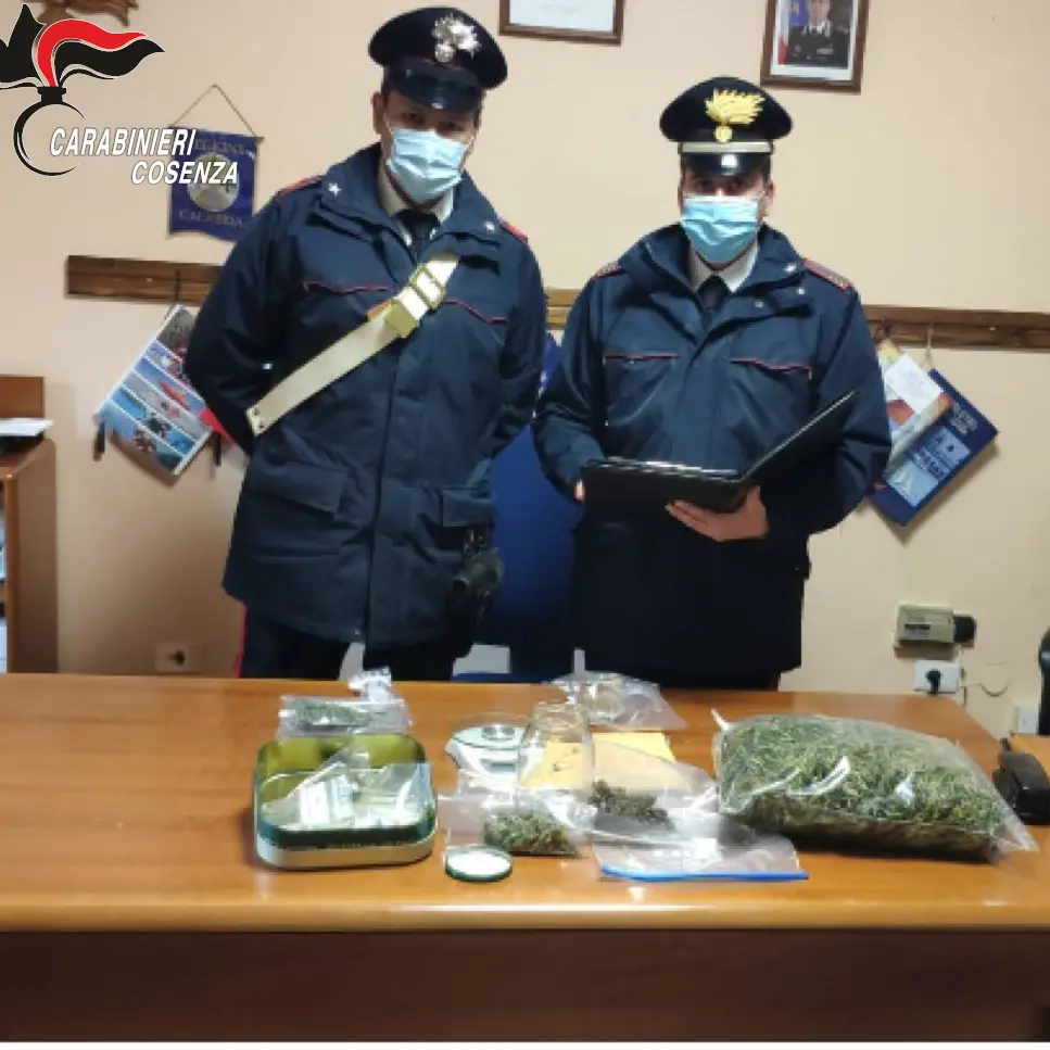 Grisolia, piantine di marijuana sul balcone: coniugi arrestati