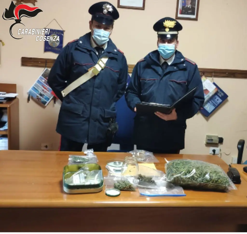 Grisolia, piantine di marijuana sul balcone: coniugi arrestati