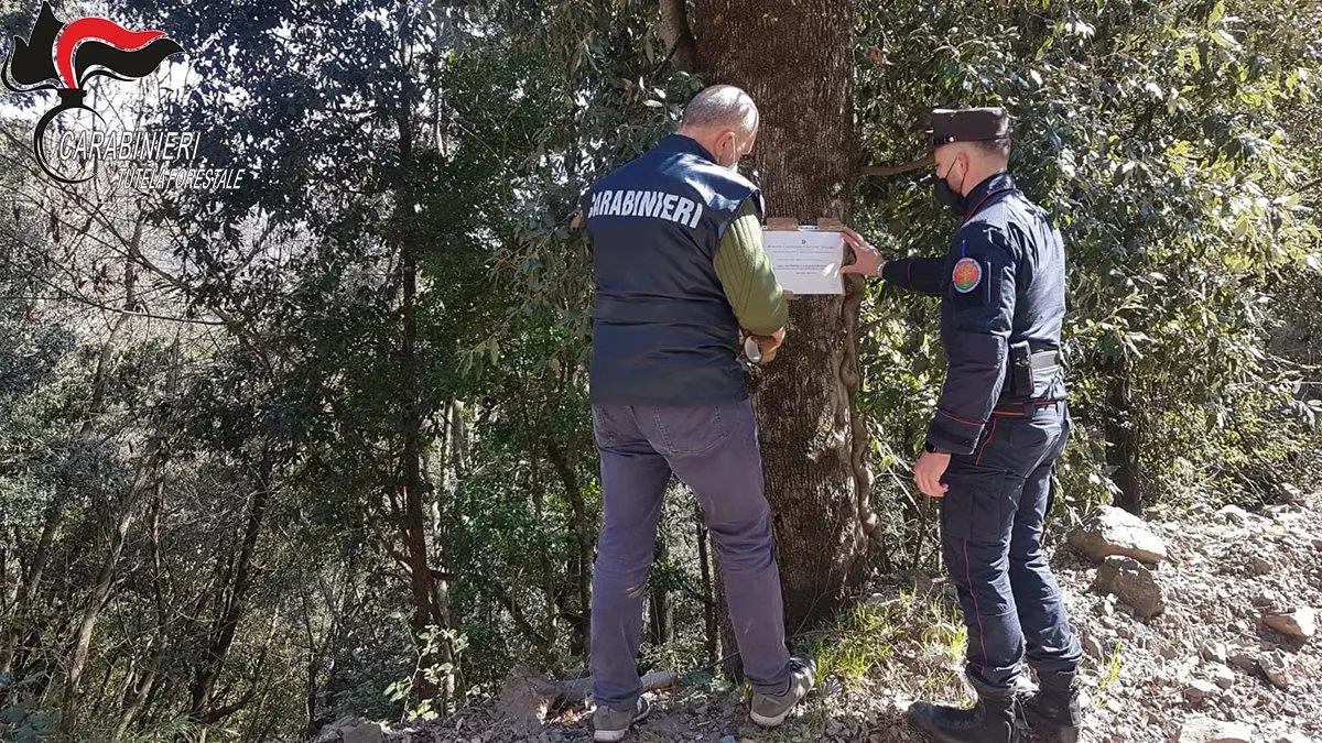 I Carabinieri forestale sequestrano un bosco a Malvito