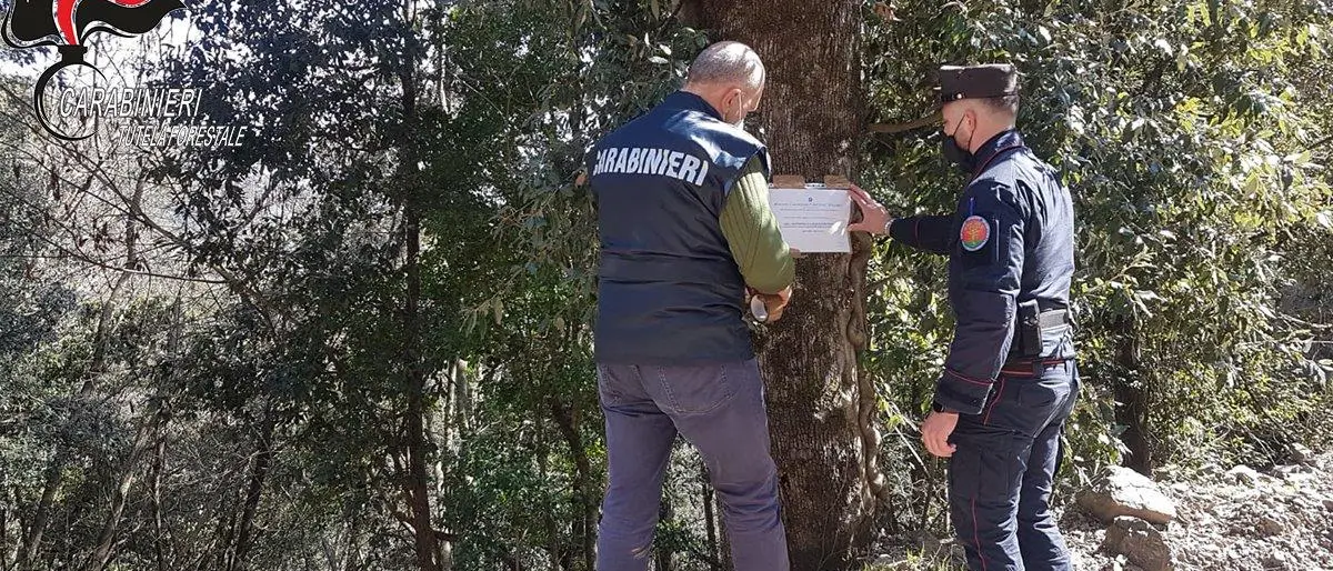 I Carabinieri forestale sequestrano un bosco a Malvito