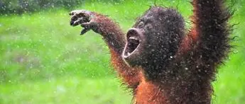 Vaccino covid a 9 scimmie, primi animali a ricevere dose