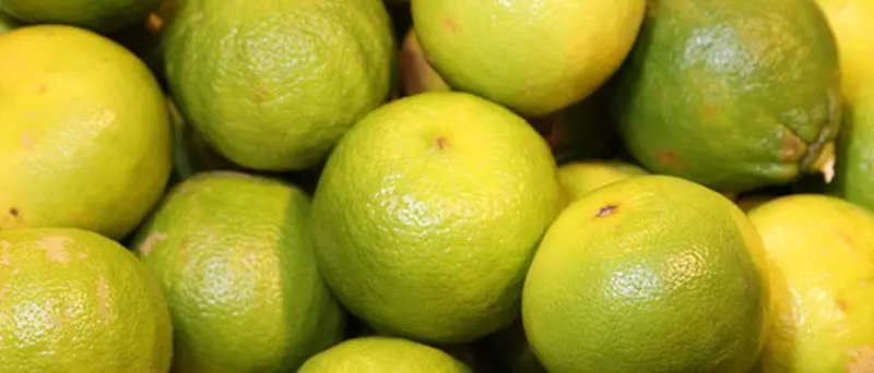 Bergamotto. Ferrara (M5S): «Nessun furto, non si alimentino notizie fuorvianti»