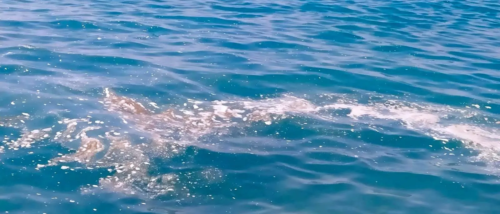 Un protocollo d’intesa per salvare il Tirreno cosentino