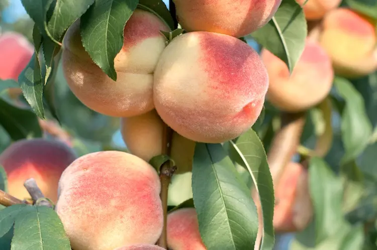 Coldiretti Calabria: l’ondata di freddo gelido che ha quasi dimezzato le produzioni di pesche e kiwi