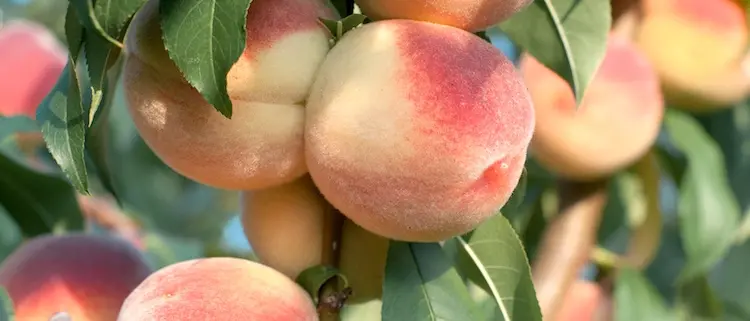 Coldiretti Calabria: l’ondata di freddo gelido che ha quasi dimezzato le produzioni di pesche e kiwi