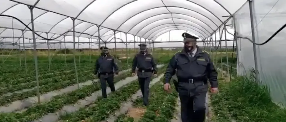 Truffa nella percezione di indennità agricole, 67 indagati