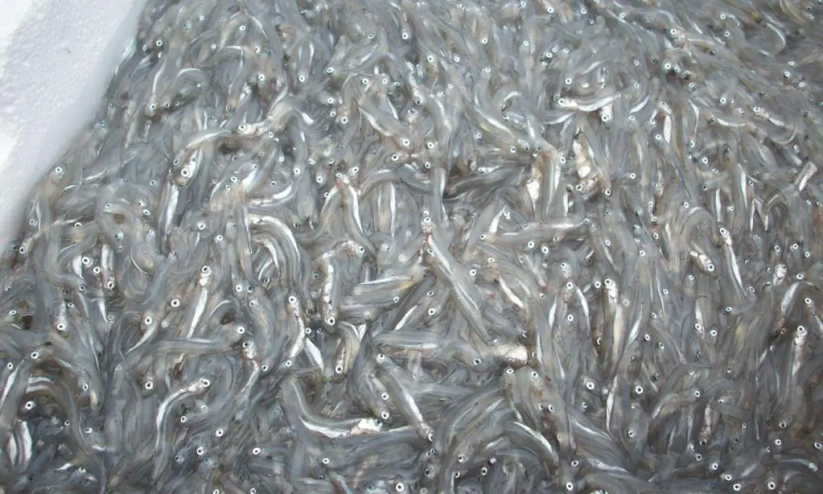Pesca del bianchetto, Rapani lancia l'allarme e incontra i pescatori ionici