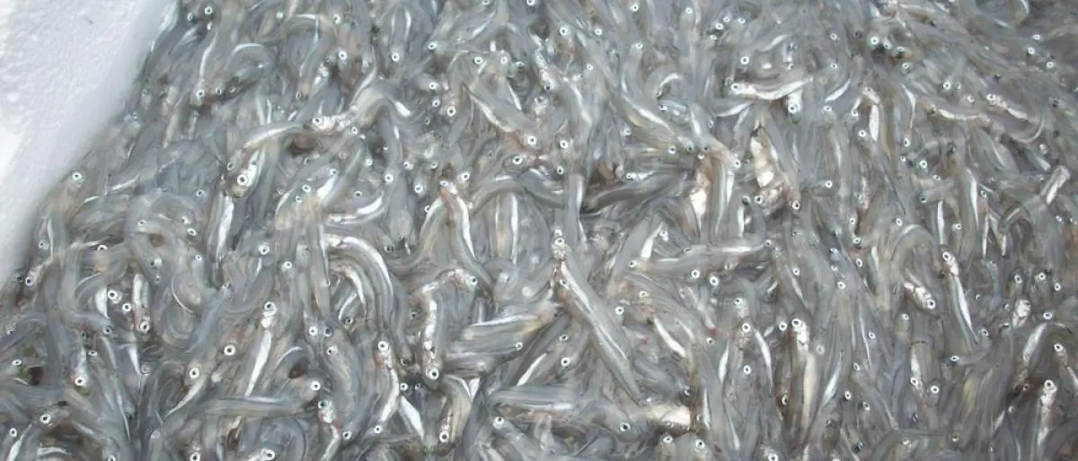 Pesca del bianchetto, Rapani lancia l'allarme e incontra i pescatori ionici