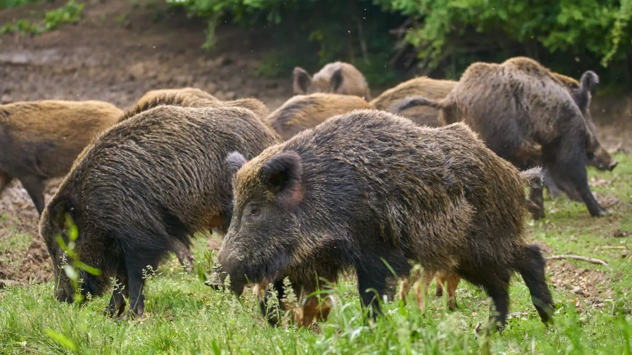 Feral pigs, sow and piglets rooting for food