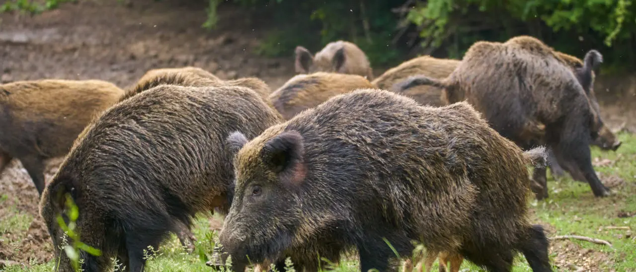 Coldiretti Calabria: i cinghiali in tutta la regione sono una calamità