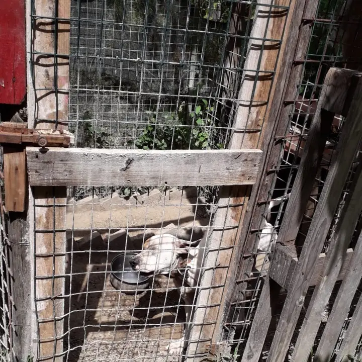 Mendicino, sequestro effettuato dalla Polizia Provinciale