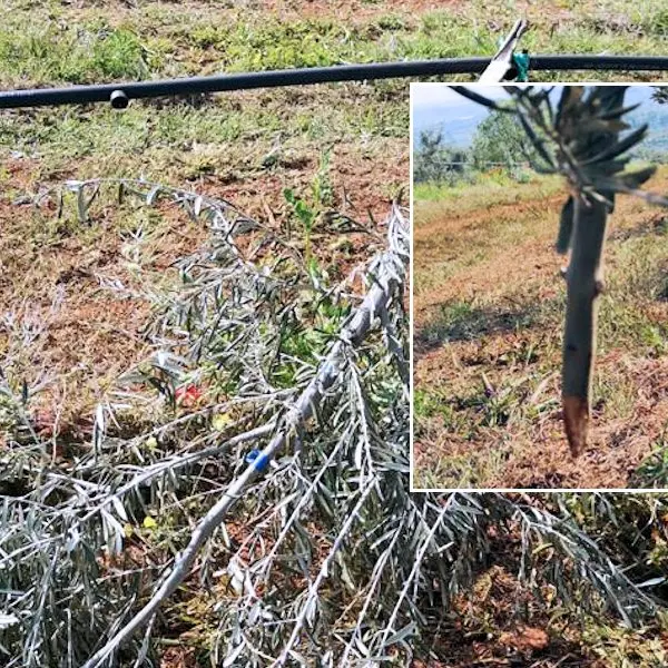 La Coldiretti Calabria ripianterà 200 piante di ulivo distrutte