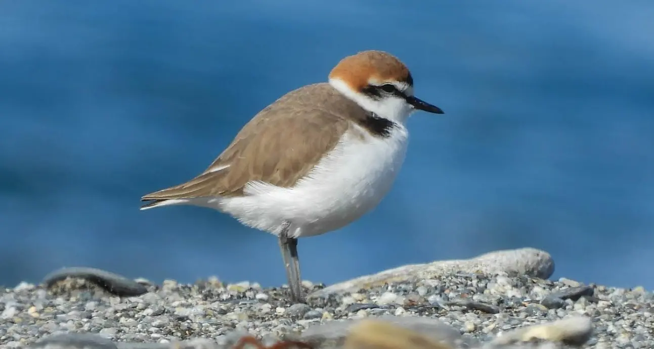 Niente mezzi meccanici o feste rumorose in spiaggia: tre Comuni calabresi in prima fila nella protezione del fratino\n